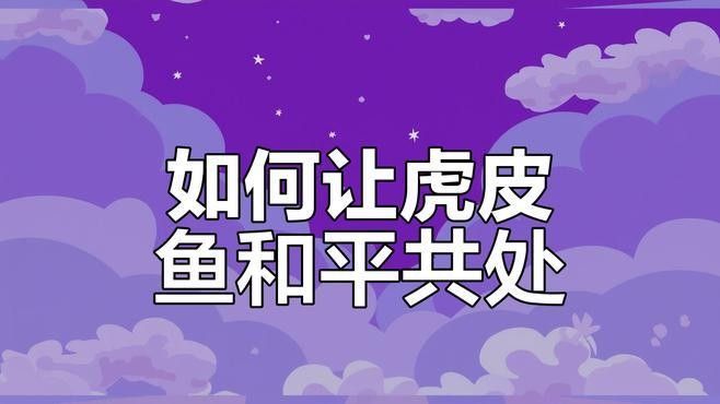虎皮恐龍魚可以和其他魚混養(yǎng)嗎 虎皮恐龍魚可以和其他魚混養(yǎng)嗎 龍魚百科 第1張