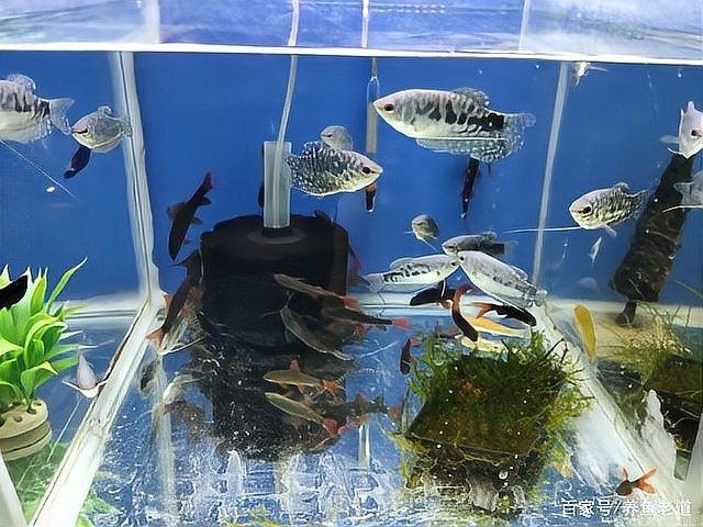 虎皮恐龍魚可以和其他魚混養(yǎng)嗎 虎皮恐龍魚可以和其他魚混養(yǎng)嗎 龍魚百科 第6張