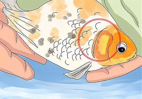 如何判斷金龍魚父親是否死亡（如何判斷金龍魚父親是否死亡？）