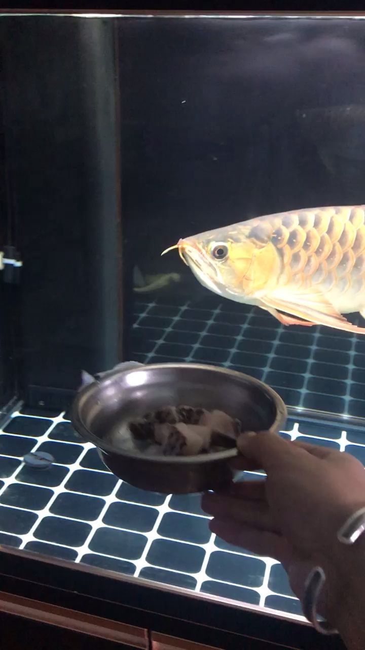 情人節只有魚兒陪[ciya]