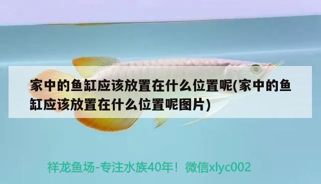 迷你魚缸養什么魚合適：迷你魚缸什么牌子的好（-->小魚缸適合養什么魚，小魚缸適合養什么魚）