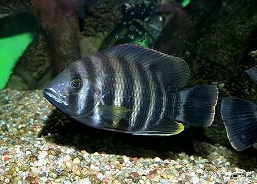 發(fā)情期換水后多久觀察狀態(tài)（養(yǎng)殖魚類時，了解發(fā)情期換水后多久觀察狀態(tài)是很重要的）