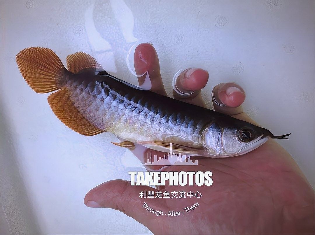 巴中龍魚的價格范圍是多少？（20-30公分龍魚飼養全攻略）