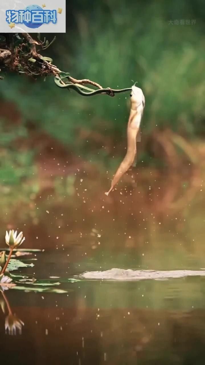 銀龍魚秒懂百科（關(guān)于銀龍魚的一些基本信息）