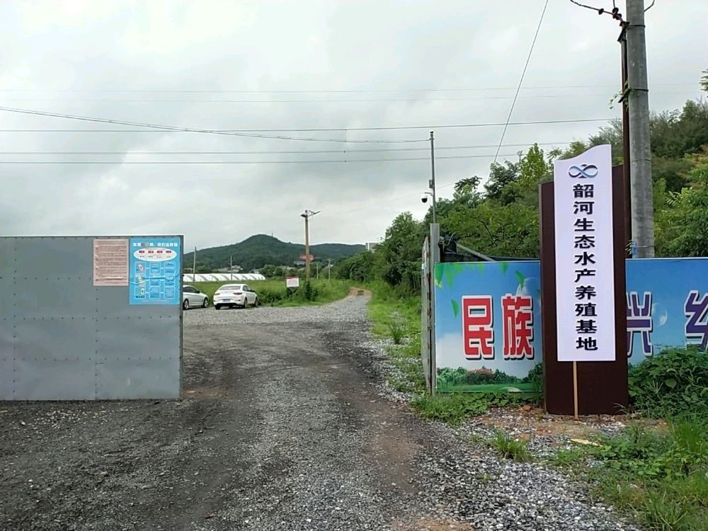 韶山龍魚(yú) 韶山龍魚(yú) 觀賞魚(yú)百科 第1張