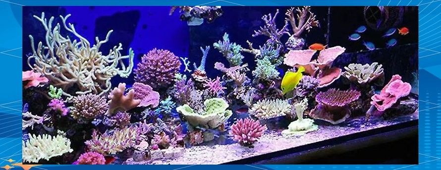 黃龍魚與哪些海水魚混養比較安全（養魚老道，適合與龍魚混養的魚有哪些）