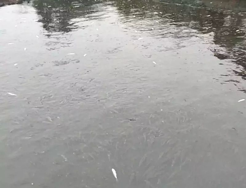 金龍魚水霉病會傳染嗎