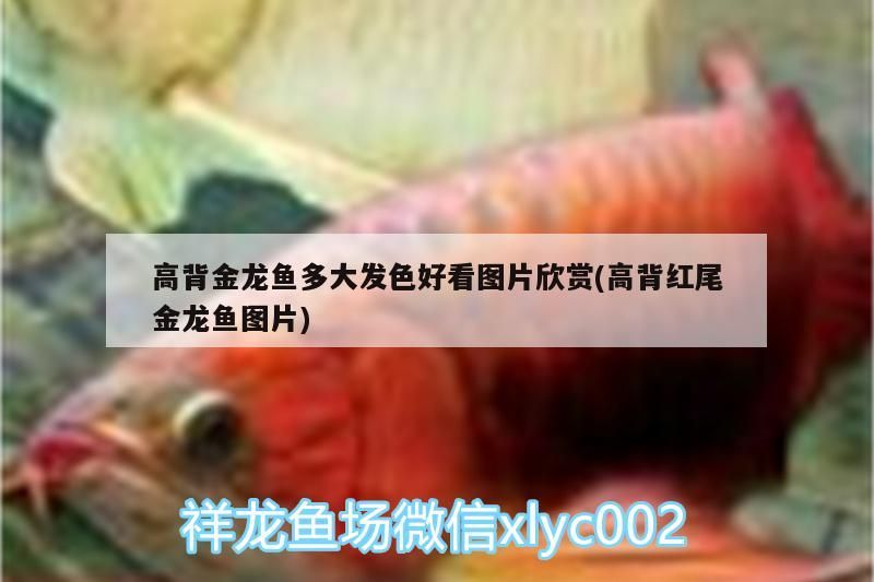 高背金龍魚多大發色好看圖片欣賞(高背紅尾金龍魚圖片)