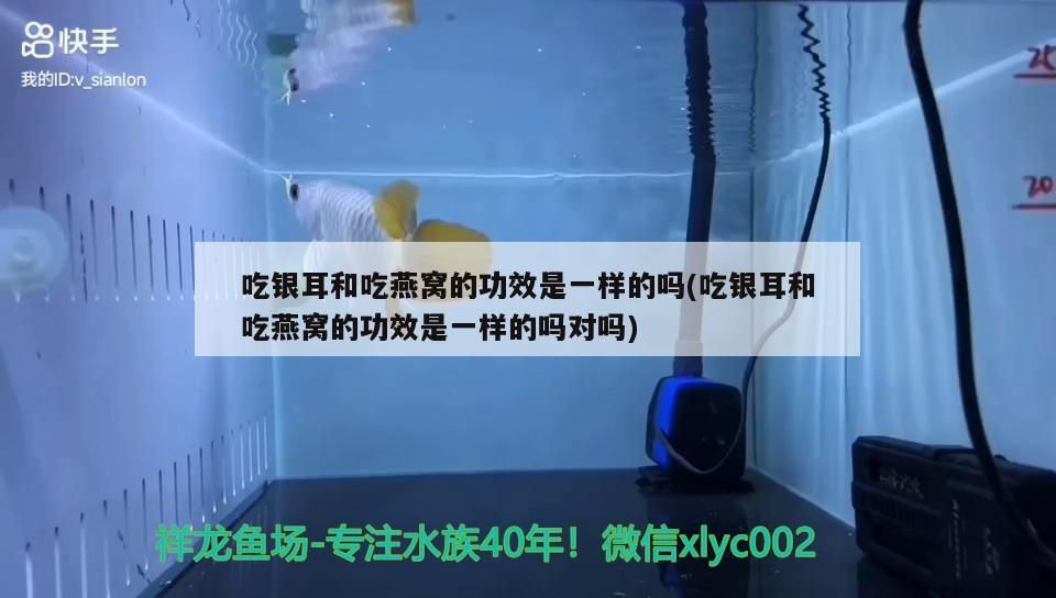 龍魚和鯊魚能一起養嗎視頻（龍魚和鯊魚能一起養嗎視頻講解） 龍魚和鯊魚能一起養嗎視頻（龍魚和鯊魚能一起養嗎視頻講解） 觀賞魚百科