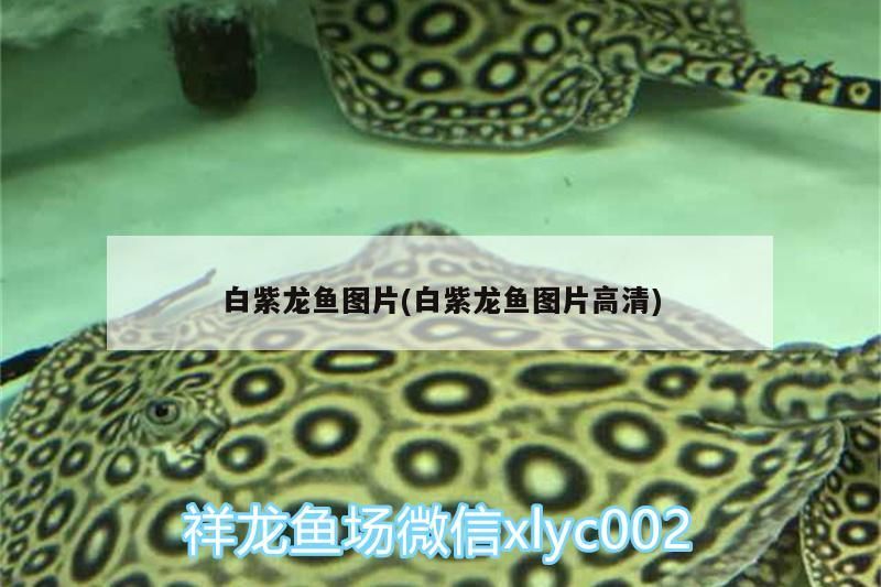 白紫龍魚圖片(白紫龍魚圖片高清) 白紫龍魚圖片(白紫龍魚圖片高清) 觀賞魚百科