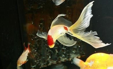 金龍魚擺件擺放忌諱生肖虎有忌嗎：金龍魚擺件忌諱生肖虎嗎？
