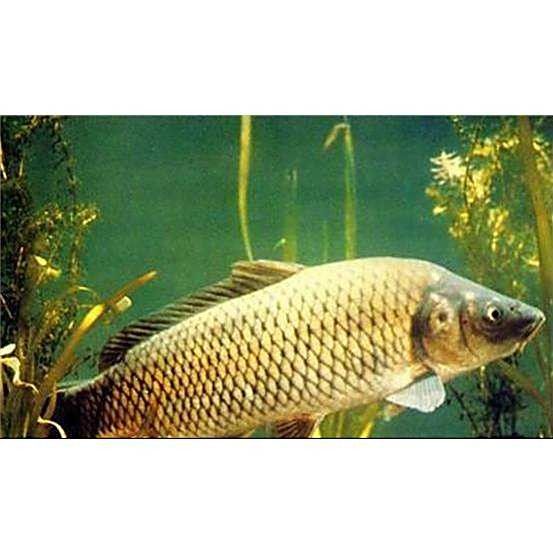 三道鱗大鯉子鯉魚（三道鱗大鯉子鯉魚家常做法）