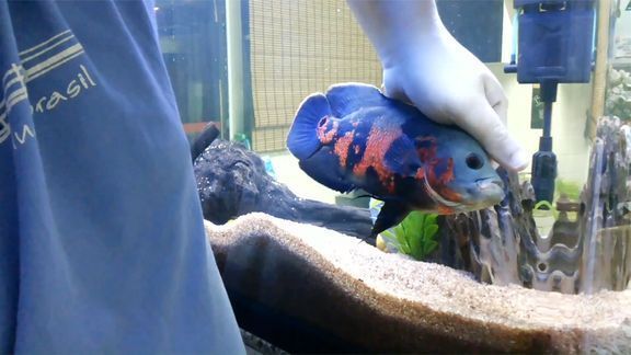 互動好的觀賞魚（水族世界中觀賞魚不僅美麗還能與人形成良好的互動）