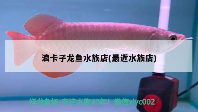 浪卡子龍魚水族店(最近水族店)（上海浪卡子龍魚水族店，浪卡子龍魚水族店）