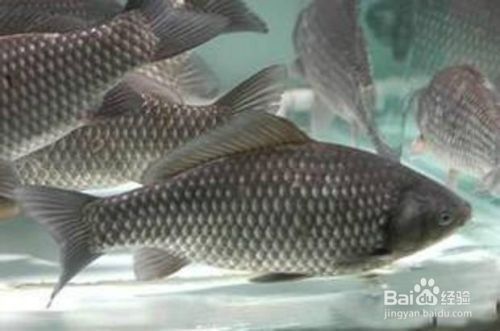 雷龍魚(yú)在哪里抓（-雷龍魚(yú)捕獲雷龍魚(yú)后應(yīng)該如何處理）