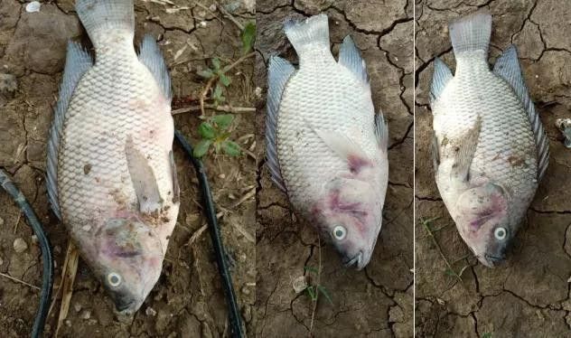泰國鯽魚吃龍魚屎會死嗎（泰國鯽魚會因為吃龍魚的糞便而死亡嗎？） 泰國鯽魚吃龍魚屎會死嗎（泰國鯽魚會因為吃龍魚的糞便而死亡嗎？） 龍魚百科 第4張