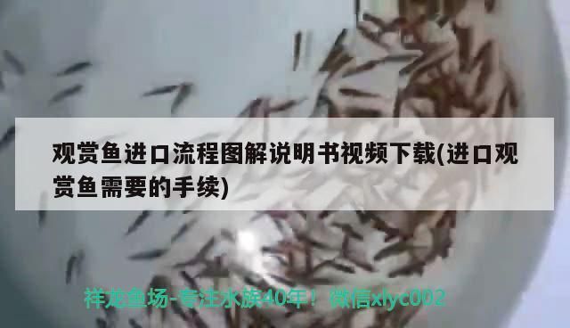觀賞魚進口流程圖解說明書視頻下載(進口觀賞魚需要的手續)