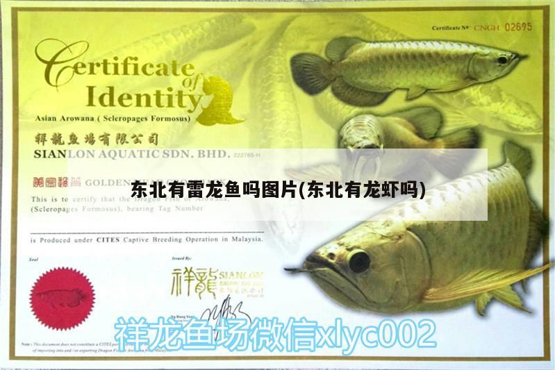 東北有雷龍魚(yú)嗎圖片(東北有龍蝦嗎)（東北有雷龍魚(yú)嗎）