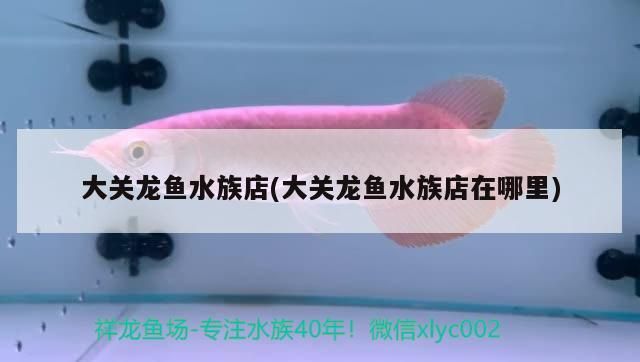 大關(guān)龍魚水族店(大關(guān)龍魚水族店在哪里)（哈爾濱大關(guān)龍魚水族店）