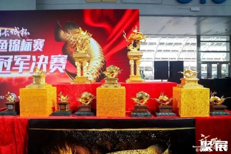 長城杯龍魚總冠軍可以連續(xù)獲得嗎？