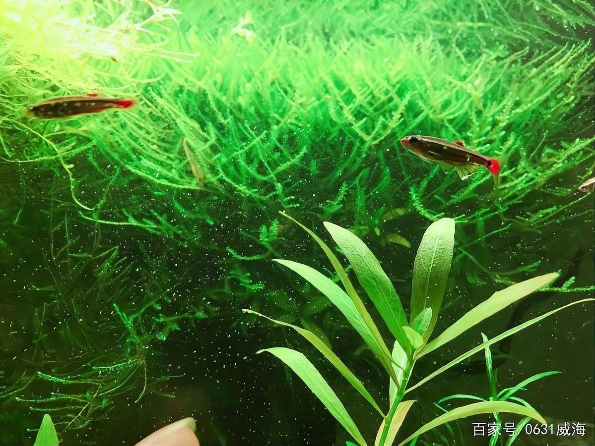 跳缸后如何護(hù)理虎皮恐龍魚(yú)？（皮恐龍魚(yú)跳缸救活后幾天能恢復(fù)這份「復(fù)健」指南）
