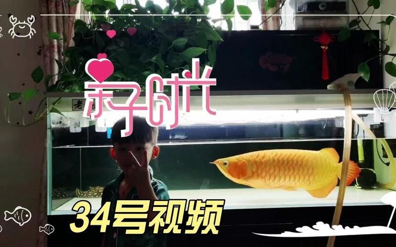 龍魚老孫前100號視頻如何觀看？（如何在西瓜視頻上找到龍魚老孫的視頻？）