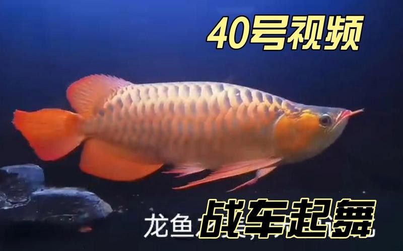 龍魚老孫前100號視頻如何觀看？（如何在西瓜視頻上找到龍魚老孫的視頻？）