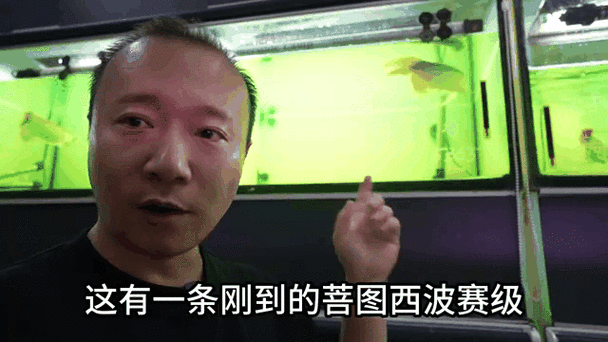 龍魚老孫前100號視頻如何觀看？（如何在西瓜視頻上找到龍魚老孫的視頻？）