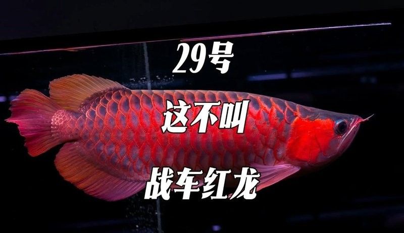 龍魚老孫前100號視頻如何觀看？（如何在西瓜視頻上找到龍魚老孫的視頻？）