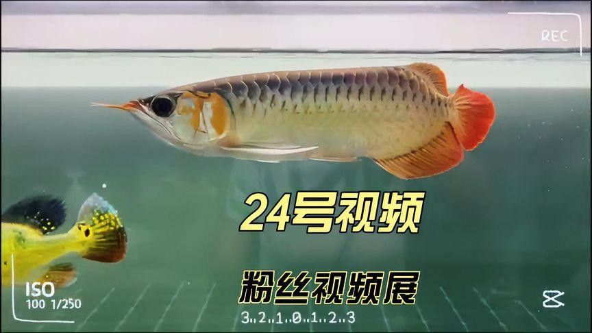 龍魚老孫前100號視頻如何觀看？（如何在西瓜視頻上找到龍魚老孫的視頻？）