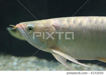 金龍魚為什么不是海魚（金龍魚是海魚還是海水魚）