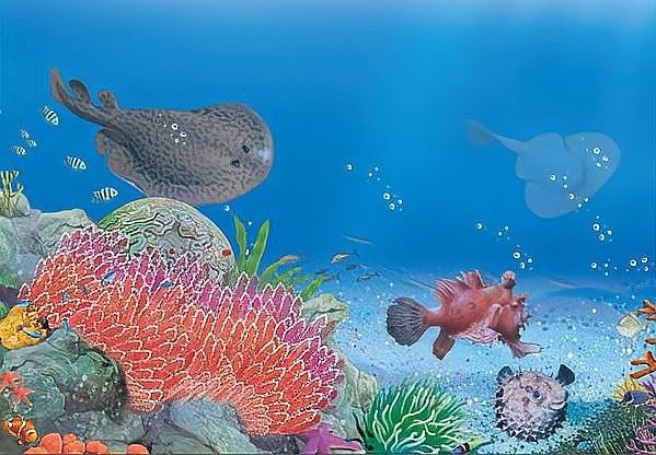 金龍魚為什么不是海魚（金龍魚是海魚還是海水魚）