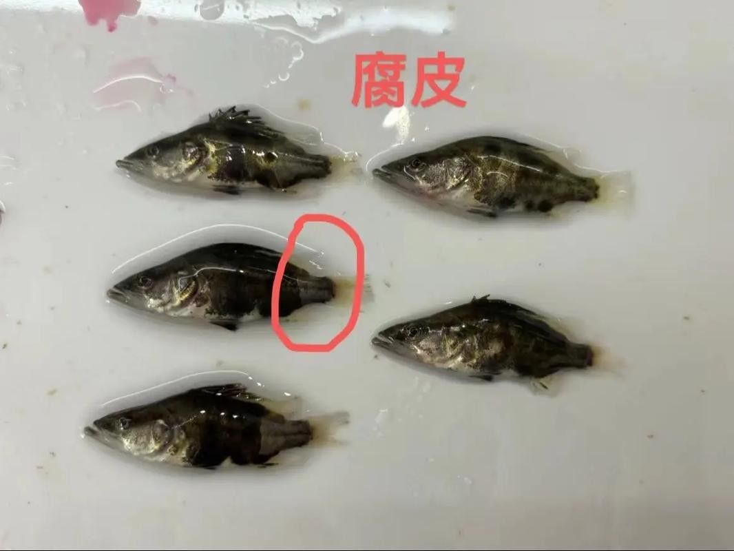 鱖魚彈狀病毒病圖片（關于鱖魚彈狀病毒病的圖片資源） 鱖魚彈狀病毒病圖片（關于鱖魚彈狀病毒病的圖片資源） 觀賞魚百科 第1張