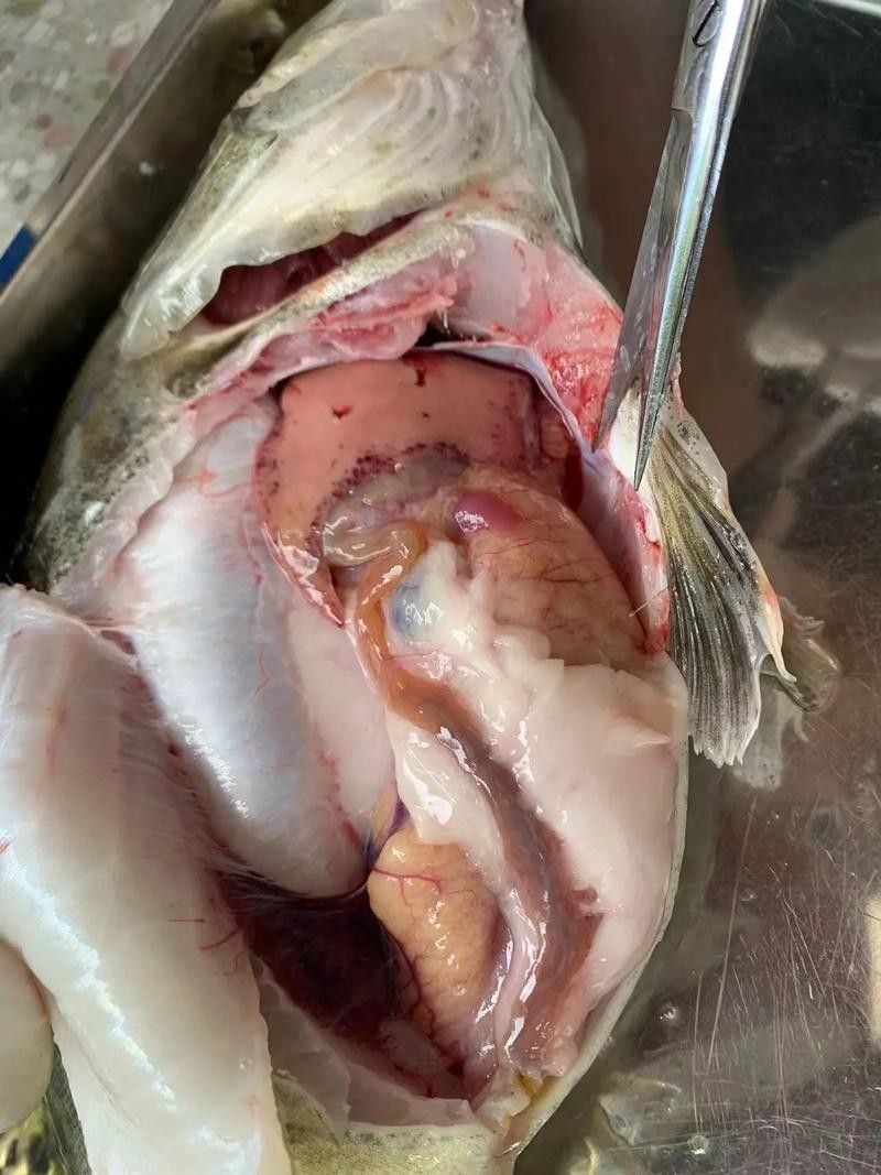 鱖魚彈狀病毒病圖片（關于鱖魚彈狀病毒病的圖片資源） 鱖魚彈狀病毒病圖片（關于鱖魚彈狀病毒病的圖片資源） 觀賞魚百科 第8張