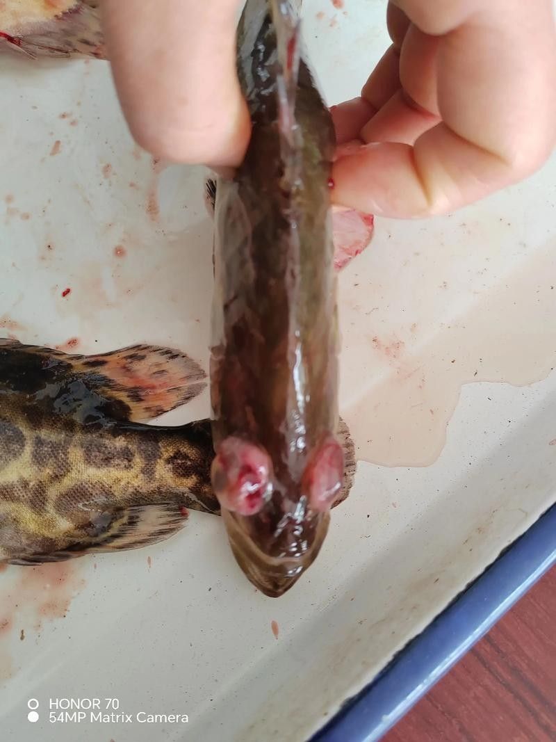 鱖魚彈狀病毒病圖片（關于鱖魚彈狀病毒病的圖片資源） 鱖魚彈狀病毒病圖片（關于鱖魚彈狀病毒病的圖片資源） 觀賞魚百科 第5張