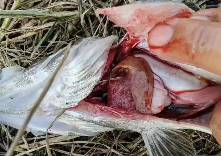 鱖魚彈狀病毒病圖片（關于鱖魚彈狀病毒病的圖片資源） 鱖魚彈狀病毒病圖片（關于鱖魚彈狀病毒病的圖片資源） 觀賞魚百科 第7張
