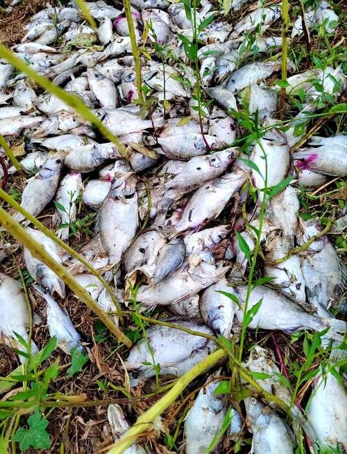 鱖魚彈狀病毒病圖片（關于鱖魚彈狀病毒病的圖片資源） 鱖魚彈狀病毒病圖片（關于鱖魚彈狀病毒病的圖片資源） 觀賞魚百科 第13張