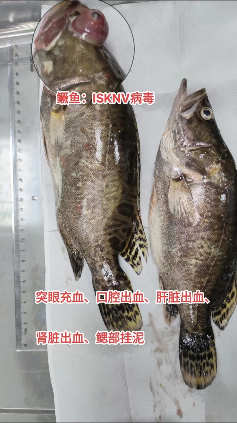 鱖魚彈狀病毒病圖片（關于鱖魚彈狀病毒病的圖片資源） 鱖魚彈狀病毒病圖片（關于鱖魚彈狀病毒病的圖片資源） 觀賞魚百科 第15張