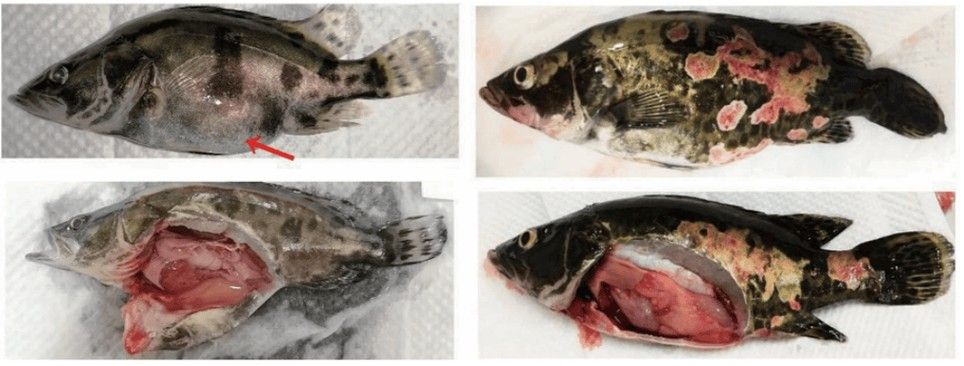 鱖魚彈狀病毒病圖片（關于鱖魚彈狀病毒病的圖片資源） 鱖魚彈狀病毒病圖片（關于鱖魚彈狀病毒病的圖片資源） 觀賞魚百科 第12張