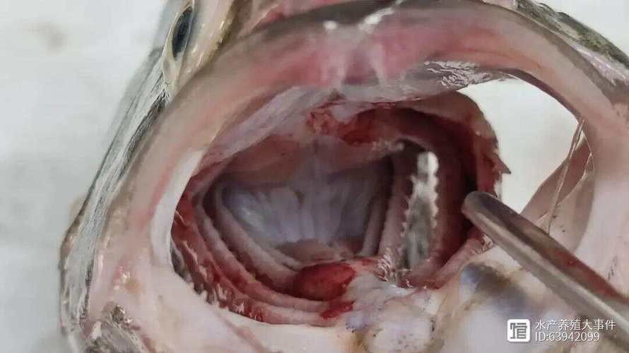 鱖魚彈狀病毒病圖片（關于鱖魚彈狀病毒病的圖片資源） 鱖魚彈狀病毒病圖片（關于鱖魚彈狀病毒病的圖片資源） 觀賞魚百科 第10張