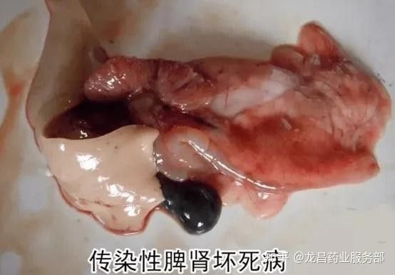 鱖魚彈狀病毒病圖片（關于鱖魚彈狀病毒病的圖片資源） 鱖魚彈狀病毒病圖片（關于鱖魚彈狀病毒病的圖片資源） 觀賞魚百科 第19張