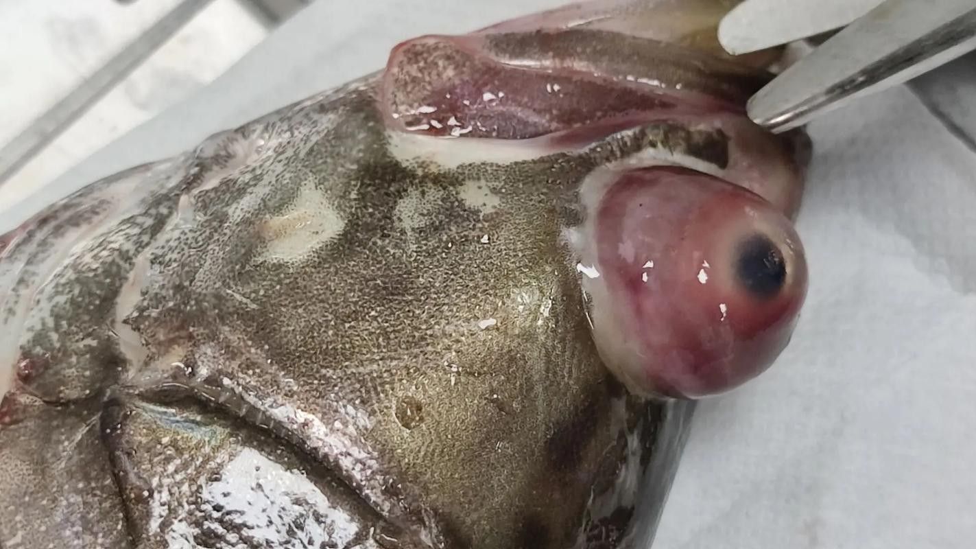 鱖魚彈狀病毒病圖片（關于鱖魚彈狀病毒病的圖片資源） 鱖魚彈狀病毒病圖片（關于鱖魚彈狀病毒病的圖片資源） 觀賞魚百科 第16張
