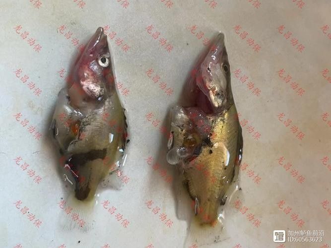 鱖魚彈狀病毒病圖片（關于鱖魚彈狀病毒病的圖片資源） 鱖魚彈狀病毒病圖片（關于鱖魚彈狀病毒病的圖片資源） 觀賞魚百科 第14張