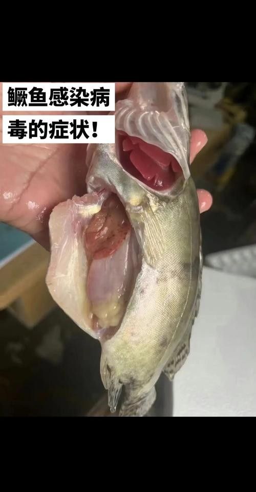 鱖魚彈狀病毒病圖片（關于鱖魚彈狀病毒病的圖片資源） 鱖魚彈狀病毒病圖片（關于鱖魚彈狀病毒病的圖片資源） 觀賞魚百科 第9張