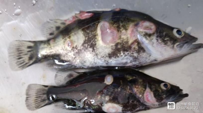 鱖魚彈狀病毒病圖片（關于鱖魚彈狀病毒病的圖片資源） 鱖魚彈狀病毒病圖片（關于鱖魚彈狀病毒病的圖片資源） 觀賞魚百科 第17張