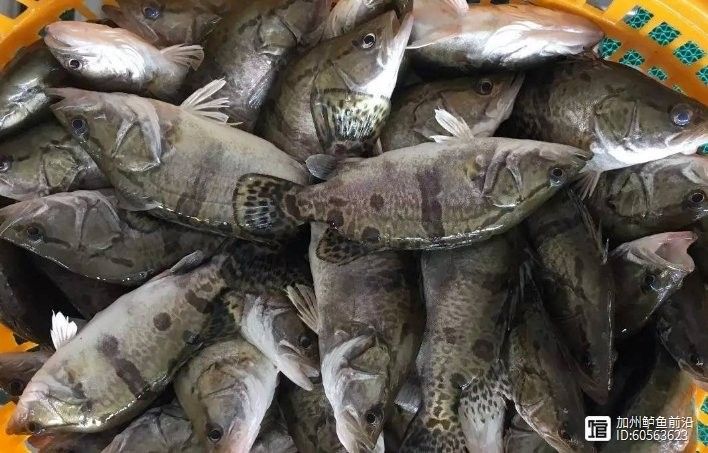 鱖魚彈狀病毒病圖片（關于鱖魚彈狀病毒病的圖片資源） 鱖魚彈狀病毒病圖片（關于鱖魚彈狀病毒病的圖片資源） 觀賞魚百科 第21張