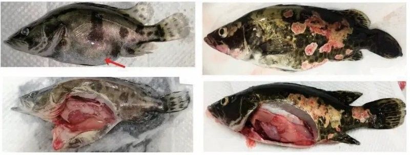 鱖魚彈狀病毒病圖片（關于鱖魚彈狀病毒病的圖片資源） 鱖魚彈狀病毒病圖片（關于鱖魚彈狀病毒病的圖片資源） 觀賞魚百科 第20張