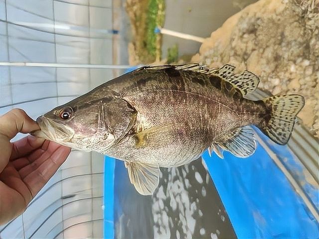 鱖魚彈狀病毒病圖片（關于鱖魚彈狀病毒病的圖片資源） 鱖魚彈狀病毒病圖片（關于鱖魚彈狀病毒病的圖片資源） 觀賞魚百科 第22張