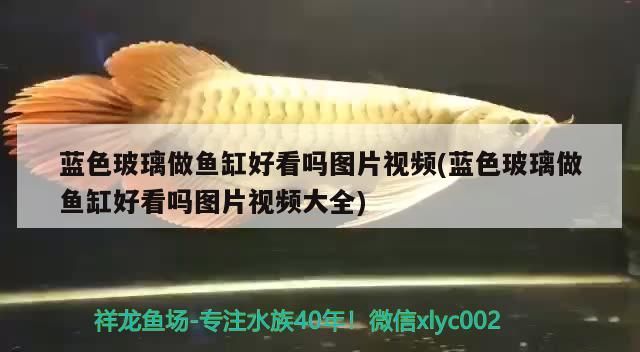 藍色玻璃做魚缸好看嗎圖片視頻(藍色玻璃做魚缸好看嗎圖片視頻大全)