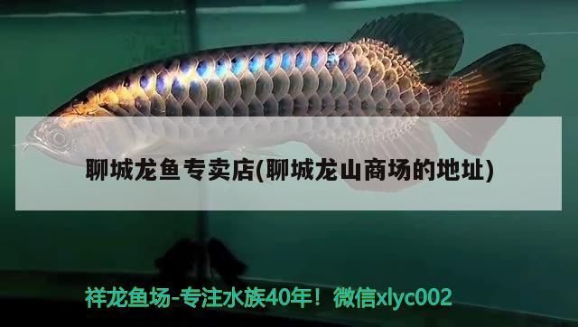 聊城龍魚(yú)專賣店(聊城龍山商場(chǎng)的地址)（聊城龍魚(yú)專賣店） 聊城龍魚(yú)專賣店(聊城龍山商場(chǎng)的地址)（聊城龍魚(yú)專賣店） 觀賞魚(yú)百科